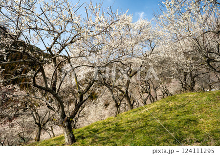 高尾梅郷で美しく咲き誇る梅林を訪ねて 124111295