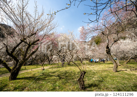 高尾梅郷で美しく咲き誇る梅林を訪ねて 124111296