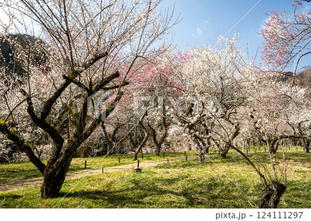 高尾梅郷で美しく咲き誇る梅林を訪ねて 高尾梅郷で美しく咲き誇る梅林を訪ねて 124111297