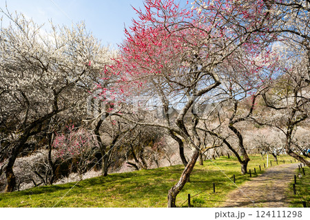 高尾梅郷で美しく咲き誇る梅林を訪ねて 124111298