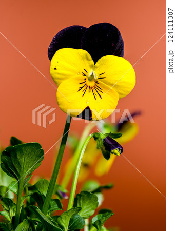 Yellow and purple Pansy Flowers in Bloom on brown background Yellow and purple Pansy Flowers in Bloom on brown background 124111307