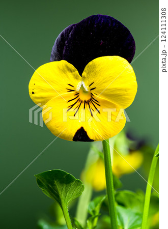 Yellow and purple Pansy Flowers in Bloom on green background Yellow and purple Pansy Flowers in Bloom on green background 124111308