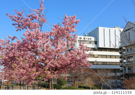 河津桜　カワヅザクラ　鎌ケ谷市役所に隣接する新鎌ケ谷二丁目公園　総合福祉保健センター 124111339