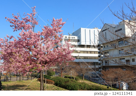 河津桜 カワヅザクラ 鎌ケ谷市役所に隣接する新鎌ケ谷二丁目公園 総合福祉保健センター 河津桜 カワヅザクラ 鎌ケ谷市役所に隣接する新鎌ケ谷二丁目公園 総合福祉保健センター 124111341
