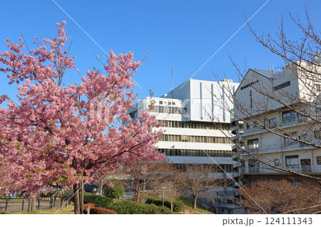 河津桜 カワヅザクラ 鎌ケ谷市役所に隣接する新鎌ケ谷二丁目公園 総合福祉保健センター 河津桜 カワヅザクラ 鎌ケ谷市役所に隣接する新鎌ケ谷二丁目公園 総合福祉保健センター 124111343