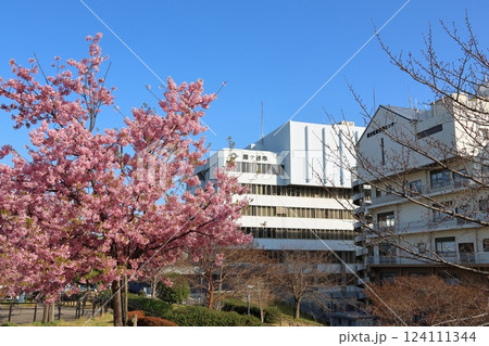河津桜 カワヅザクラ 鎌ケ谷市役所に隣接する新鎌ケ谷二丁目公園 総合福祉保健センター 河津桜 カワヅザクラ 鎌ケ谷市役所に隣接する新鎌ケ谷二丁目公園 総合福祉保健センター 124111344