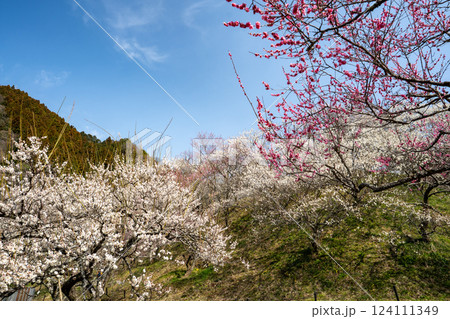 梅の花が満開の高尾梅郷を訪ねて 124111349