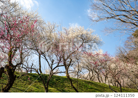 梅の花が満開の高尾梅郷を訪ねて 梅の花が満開の高尾梅郷を訪ねて 124111350