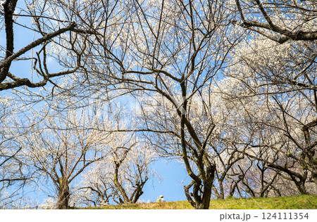 梅の花が満開の高尾梅郷を訪ねて 梅の花が満開の高尾梅郷を訪ねて 124111354