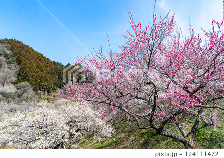 梅の花が満開の高尾梅郷を訪ねて 124111472