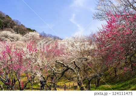 梅の花が満開の高尾梅郷を訪ねて 124111475