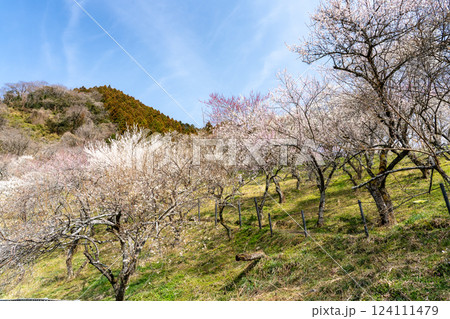 梅の花が満開の高尾梅郷を訪ねて 124111479