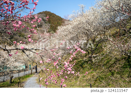 高尾梅郷で梅満開の木下沢梅林を訪ねて 124111547