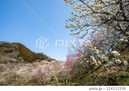 高尾梅郷で梅満開の木下沢梅林を訪ねて 124111550