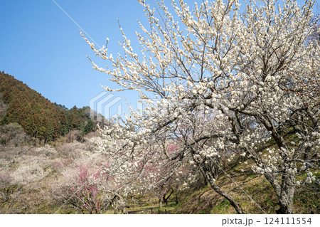 高尾梅郷で梅満開の木下沢梅林を訪ねて 124111554