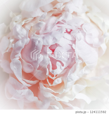 White pink peony petals. Soft focus. Abstract floral background for holiday design. High quality photo White pink peony petals. Soft focus. Abstract floral background for holiday design. High quality photo 124111592
