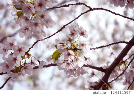 春の日差しを浴びる桜-Cherry blossoms in the spring sunlight- 124111597