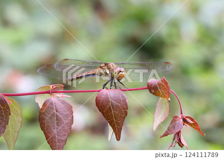 葉に止まるトンボ 124111789