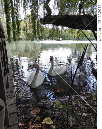 white swan in lake 124112053
