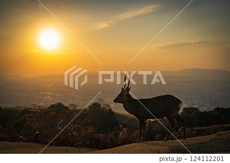 【秋】奈良公園　若草山【夕景】 124112201