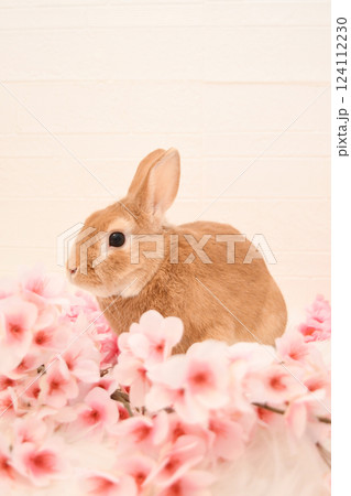 うさぎと桜 124112230