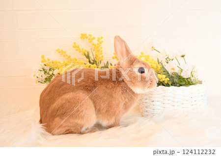 うさぎと黄色い花 124112232