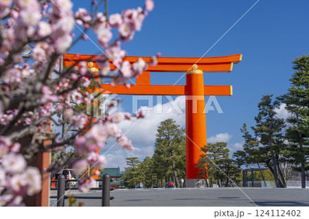 春の京都　平安神宮の大鳥居と梅 124112402