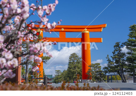 春の京都　平安神宮の大鳥居と梅 124112403