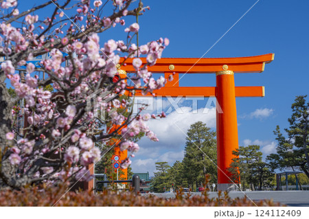 春の京都　平安神宮の大鳥居と梅 124112409