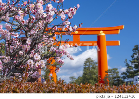 春の京都　平安神宮の大鳥居と梅 124112410