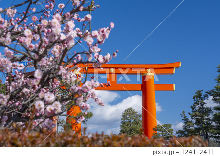 春の京都　平安神宮の大鳥居と梅 124112411