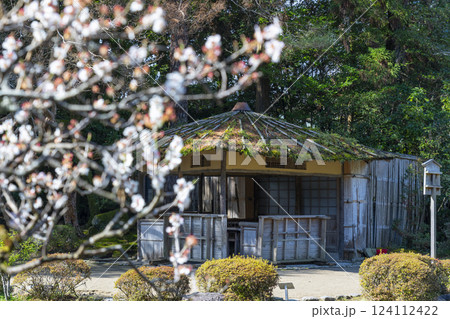 京都　平安神宮　神苑　茶店　東屋と梅の花 124112422
