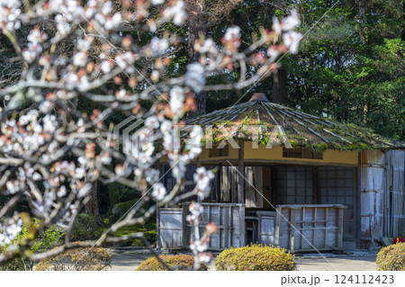 京都　平安神宮　神苑　茶店　東屋と梅の花 124112423