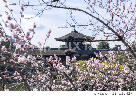 京都　平安神宮神苑　泰平閣と梅 124112427