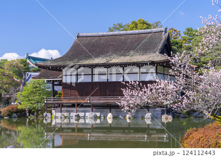 京都 平安神宮神苑 尚美館と梅 京都 平安神宮神苑 尚美館と梅 124112443
