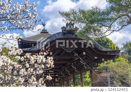 京都 平安神宮神苑 泰平閣と梅 京都 平安神宮神苑 泰平閣と梅 124112453