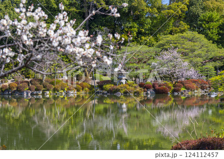 京都　平安神宮神苑　栖鳳池と梅の花 124112457