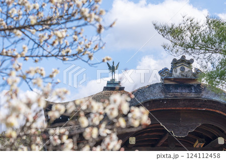 京都 平安神宮神苑 泰平閣と梅 京都 平安神宮神苑 泰平閣と梅 124112458
