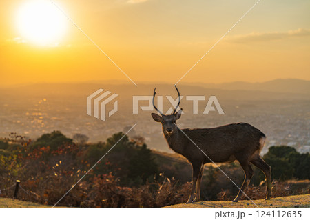 【秋】奈良公園　若草山の鹿【夕景】 124112635