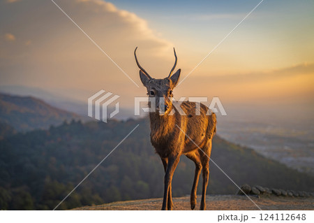 【秋】奈良公園　若草山の鹿【夕景】 124112648
