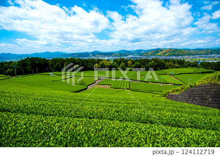 大自然の茶畑⑤ 124112719