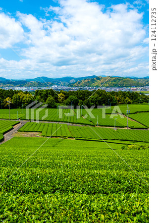 大自然の茶畑⑳ 124112735