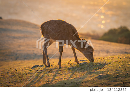【秋】奈良公園　若草山の鹿【夕景】 124112885