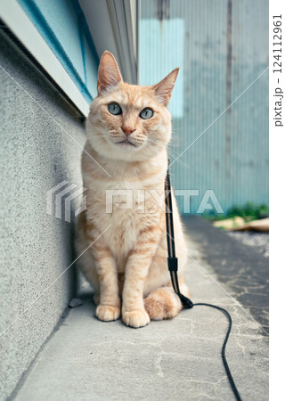 愛猫 124112961