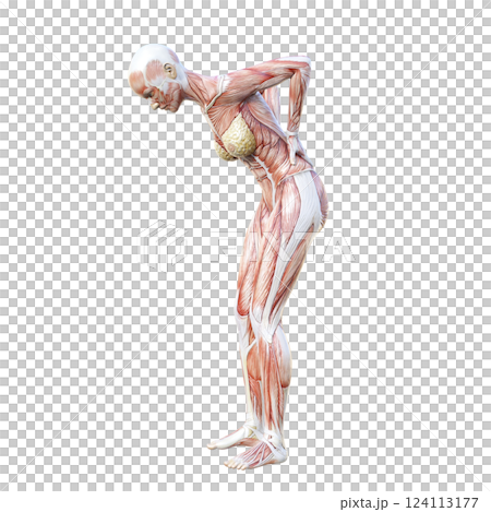 一名女性因下背部疼痛將雙手放在臀部的肌肉解剖圖的 3D 插圖，全身、側視圖、輪廓 124113177