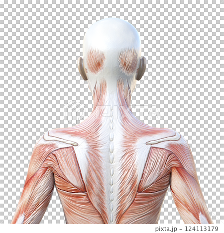 3D illustration of female muscle anatomy, upper body, back view 124113179