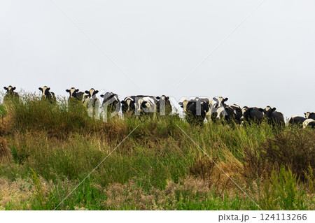 乳牛の群れ	 124113266
