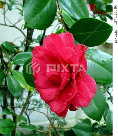 さつまの春の花 124113396
