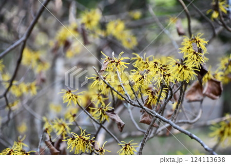 シナマンサク 124113638