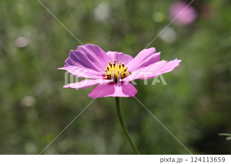 コスモス 124113659
